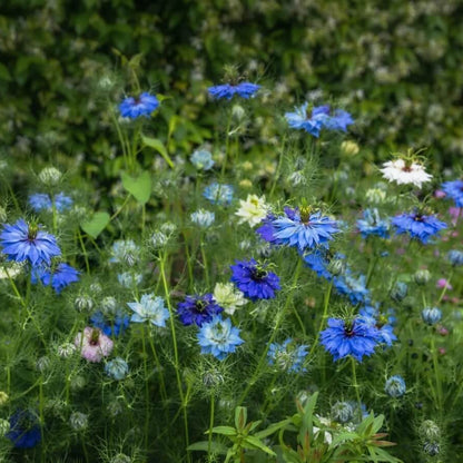 Nigella Love In A Mist Seeds - Flower Plant