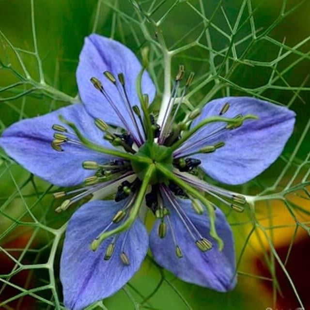 Nigella Sativa Seeds  - Herbal Plant