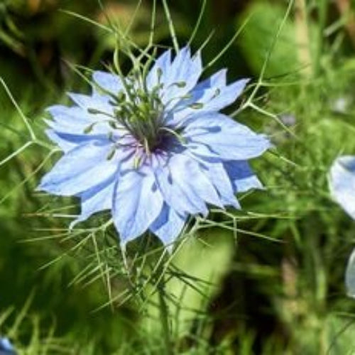 Nigella Sativa Seeds  - Herbal Plant