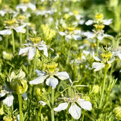 Nigella Sativa Seeds  - Herbal Plant