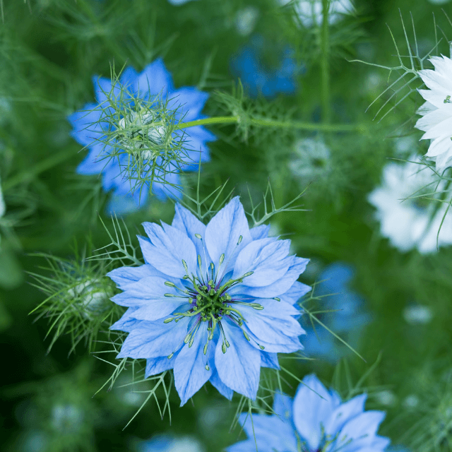 Nigella Seeds  - Herbal Plant