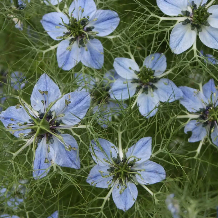 Nigella Seeds  - Herbal Plant