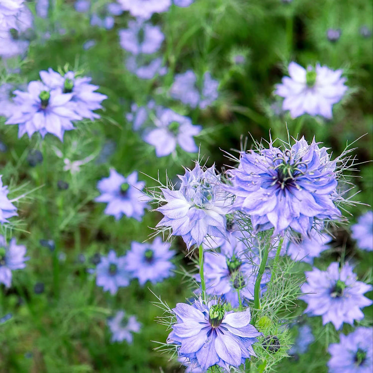 Nigella Seeds  - Herbal Plant