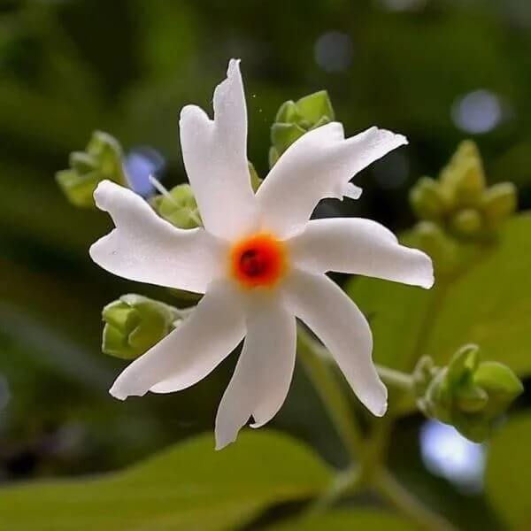 Night Blooming Jasmine Seeds