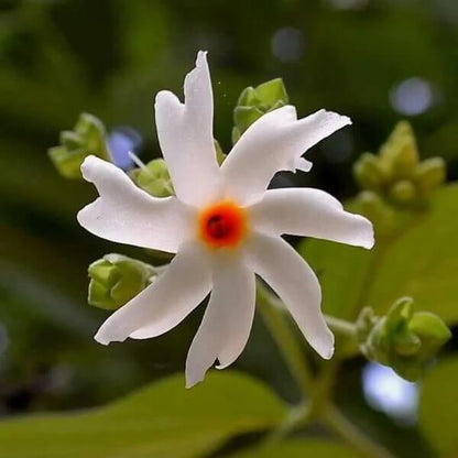 Night Blooming Jasmine Seeds