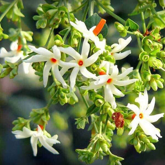 Night Blooming Jasmine Seeds