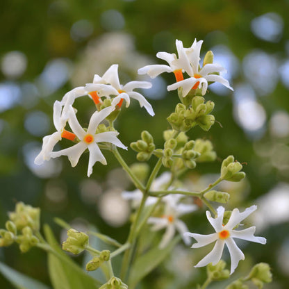 Night Blooming Jasmine Seeds - Flower Plant