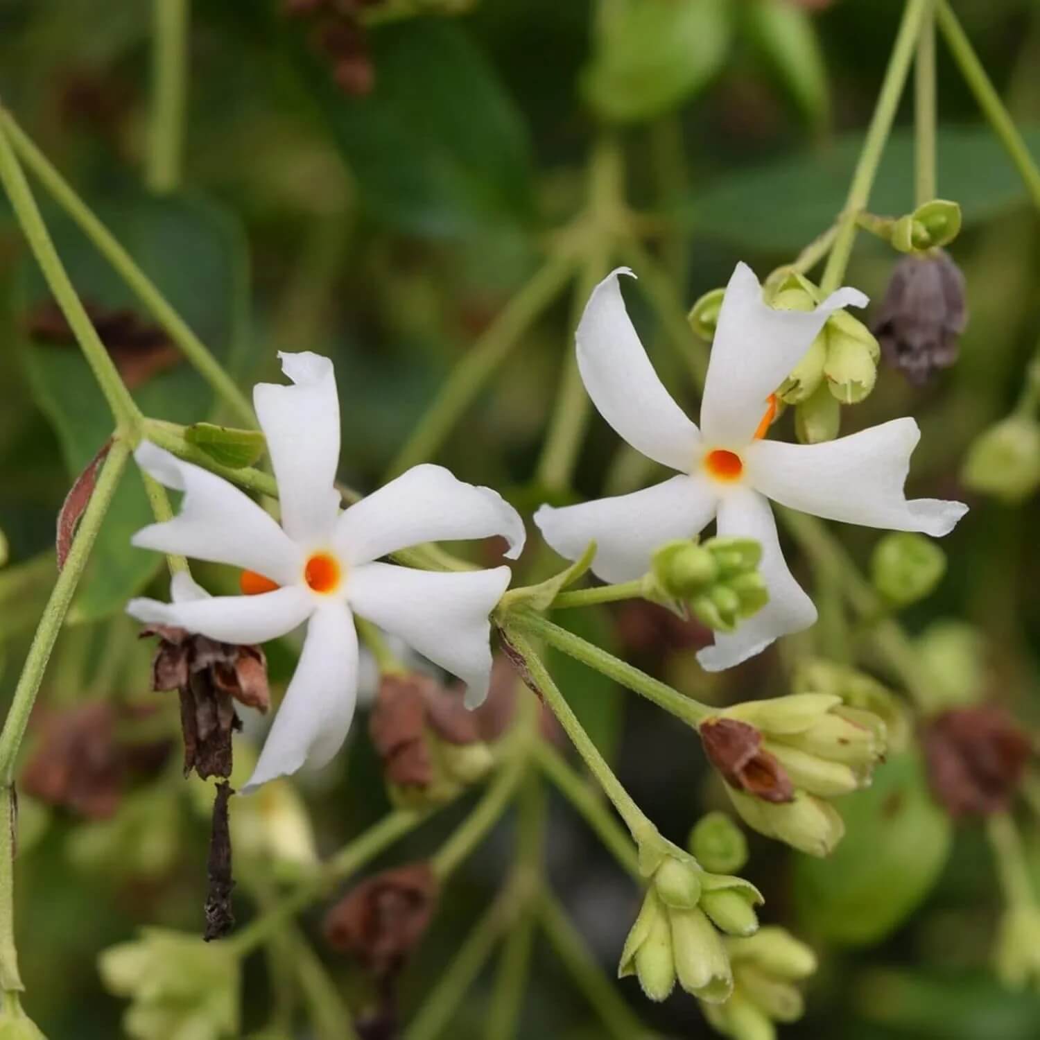 Night Blooming Jasmine Seeds - Flower Plant