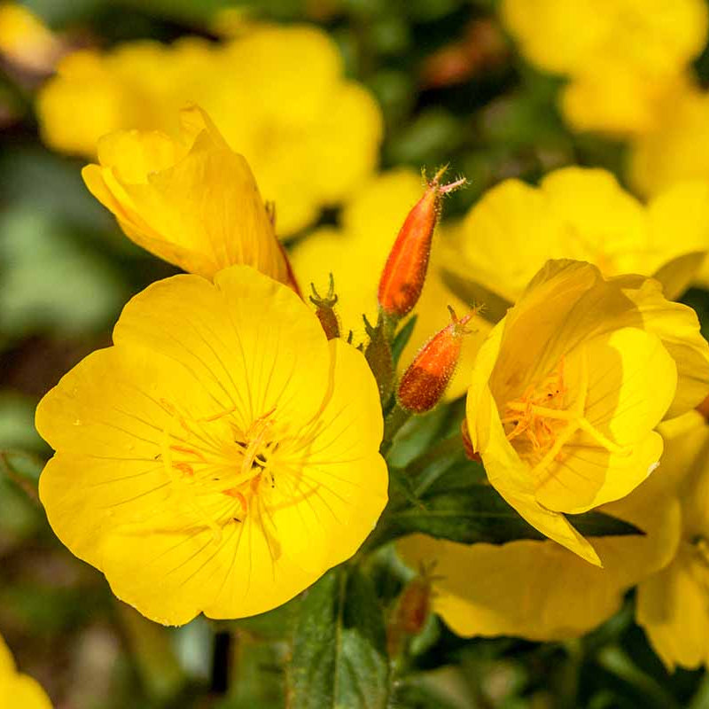 Night Blooming Primrose Seeds - Heirloom Flower Plant for Home Gardens