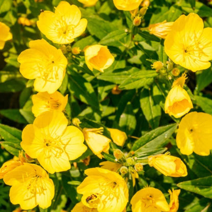 Night Blooming Primrose Seeds - Heirloom Flower Plant for Home Gardens