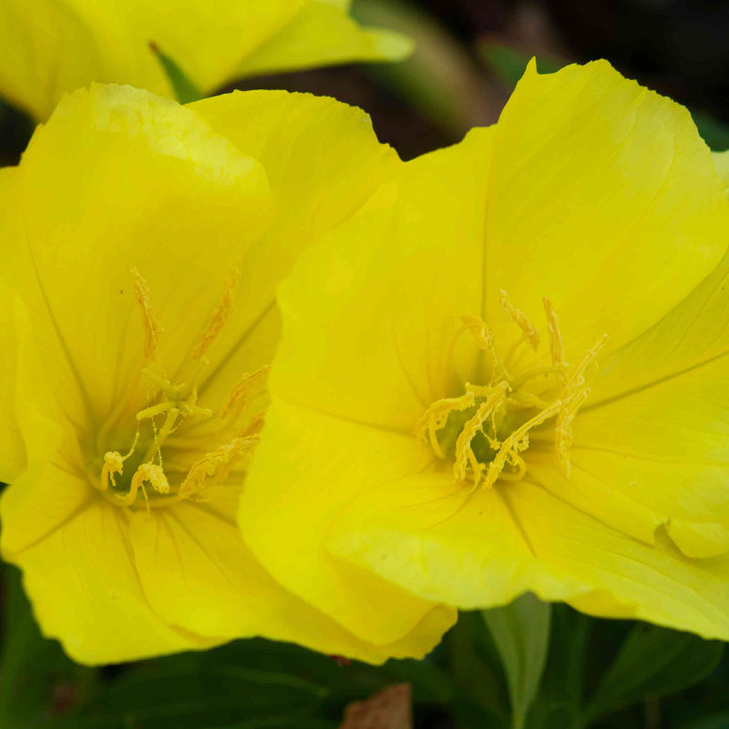 Night Blooming Primrose Seeds - Heirloom Flower Plant for Home Gardens