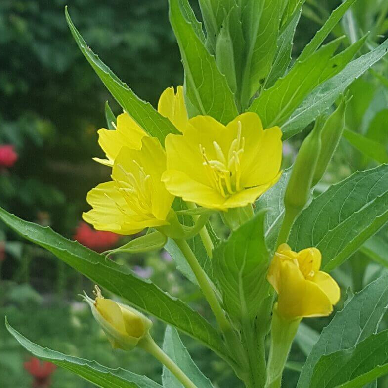 Night Blooming Primrose Seeds - Heirloom Flower Plant for Home Gardens