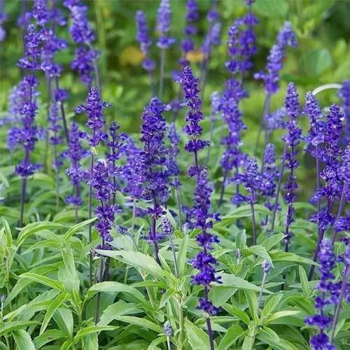 Night Blue Salvia Meadow Sage seeds