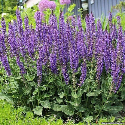 Night Blue Salvia Meadow Sage seeds