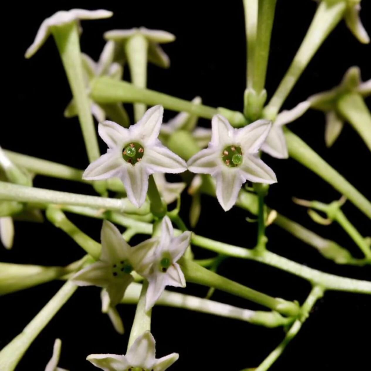 Night Jasmine Cestrum Nocturnum Seeds