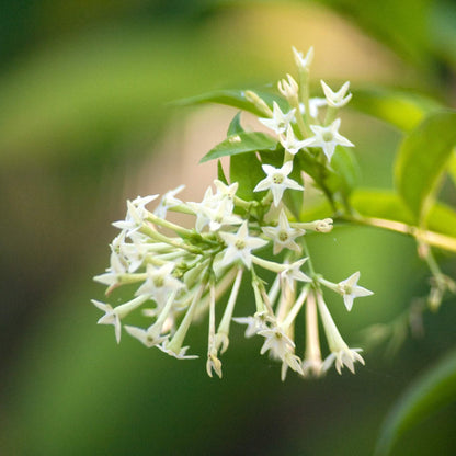 Night Jasmine Cestrum Nocturnum Seeds