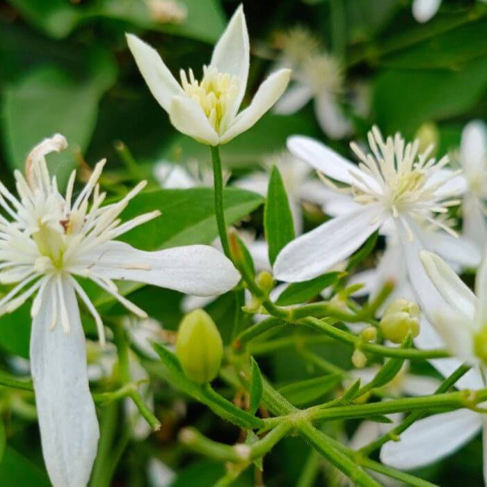 Night Jasmine Cestrum Nocturnum Seeds