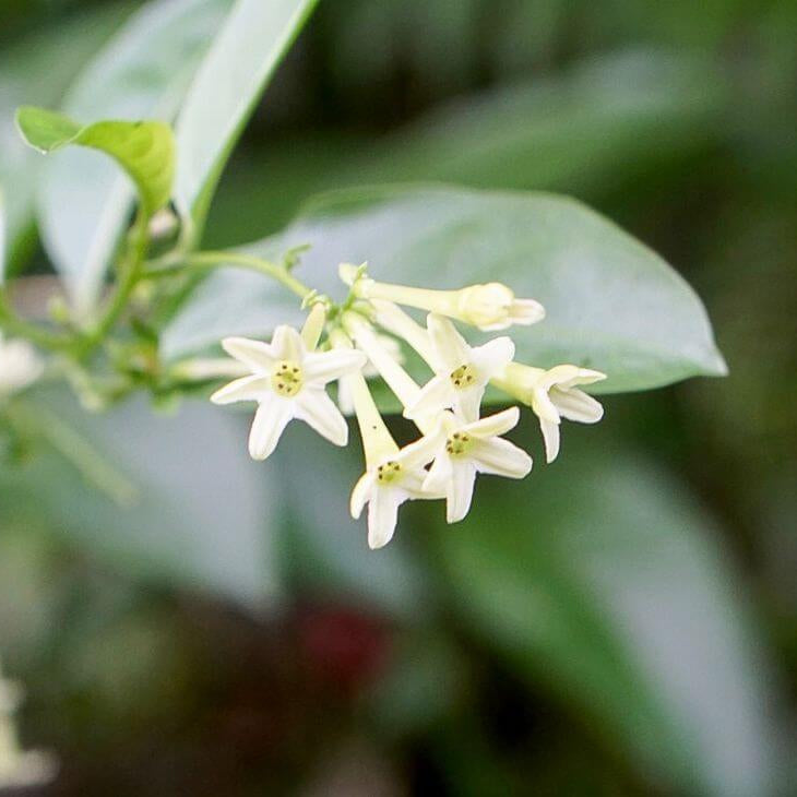 Night Jasmine Cestrum Nocturnum Seeds