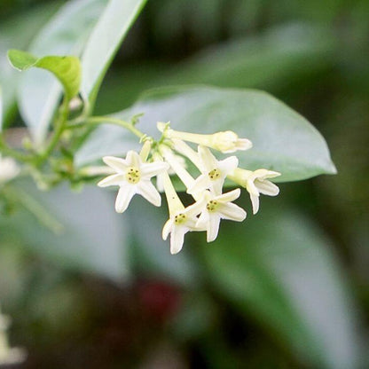 Night Jasmine Cestrum Nocturnum Seeds