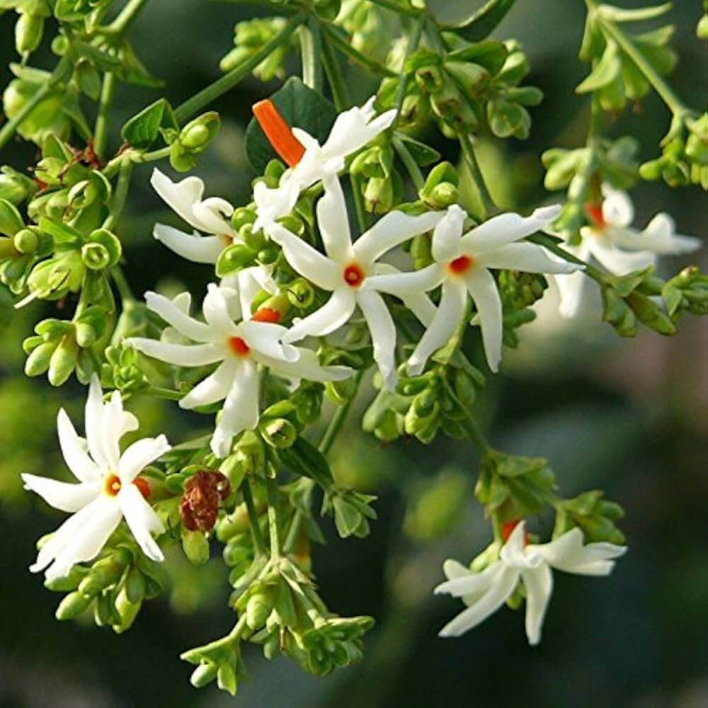 Night Jasmine Cestrum Nocturnum Seeds