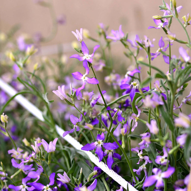 Night Scented Stock Seeds - Heirloom Flower Plant for Home Gardens