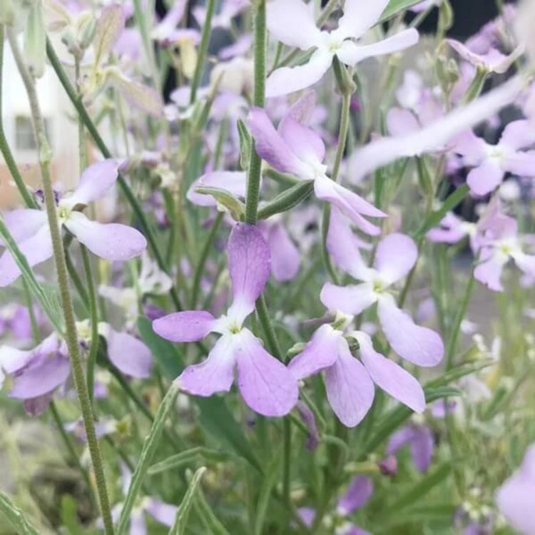 Night Scented Stock Seeds - Heirloom Flower Plant for Home Gardens