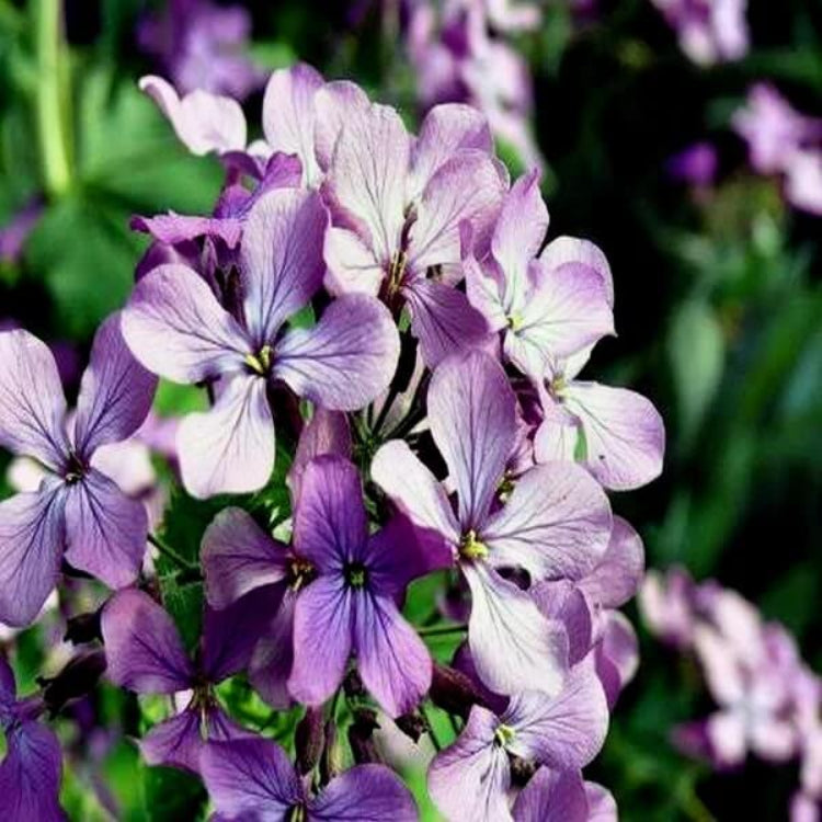 Night Scented Stock Seeds - Heirloom Flower Plant for Home Gardens