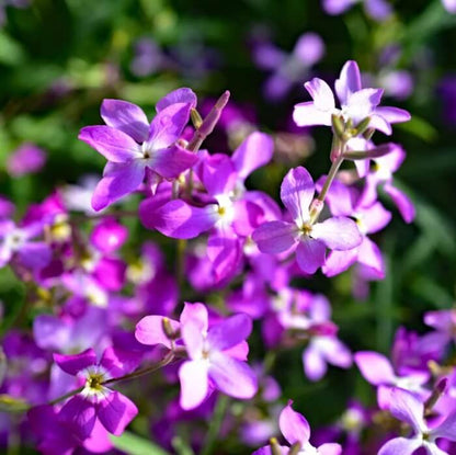 Night Scented Stock Seeds - Heirloom Flower Plant for Home Gardens