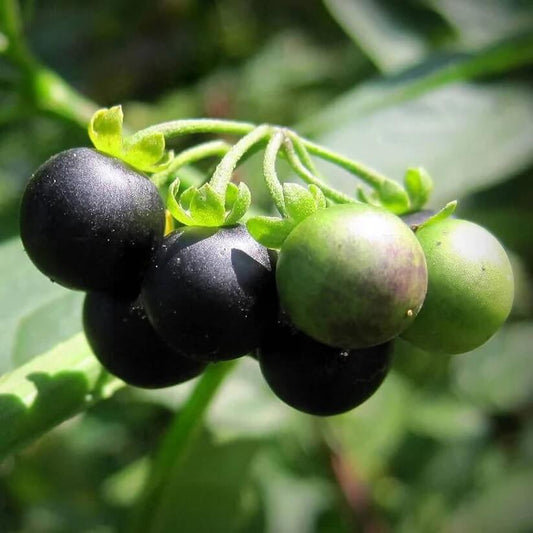 Nightshade Hierba Mora Seeds