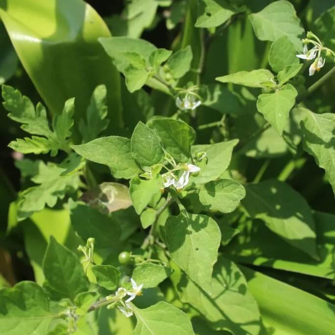 Nightshade Hierba Mora Seeds