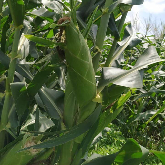 Nirvana Sweet Corn Seeds - Heirloom Vegetable Plant for Home Gardens