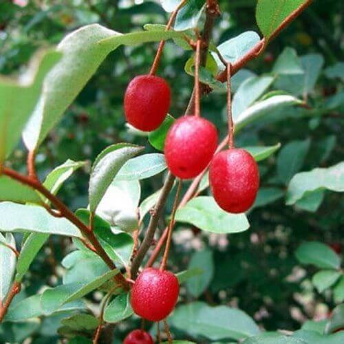 Nitrogen Fixing Berry Plant seeds