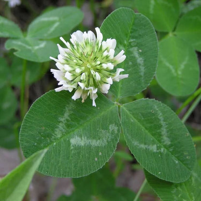 Nitrogen Fixing Lawn Seeds