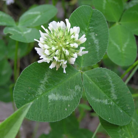 Nitrogen Fixing Lawn Seeds