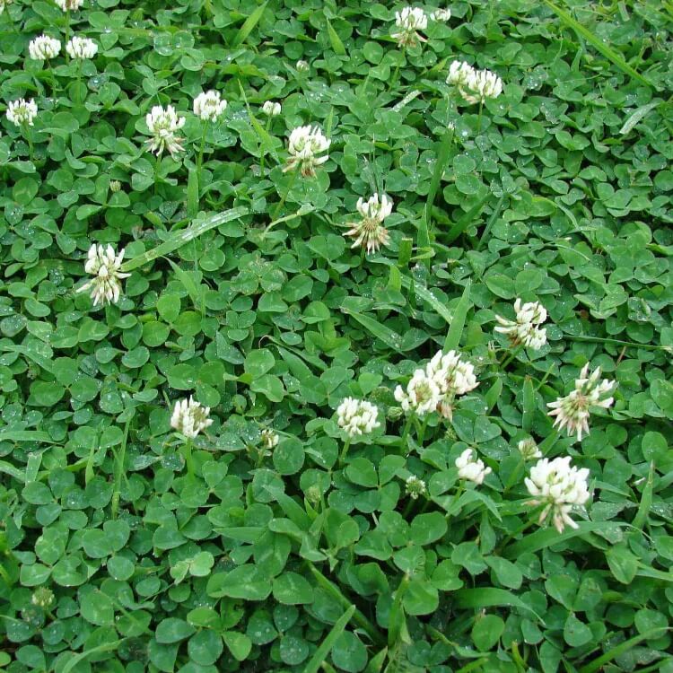Nitrogen Fixing Lawn Seeds