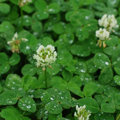 Nitrogen Fixing Lawn Seeds