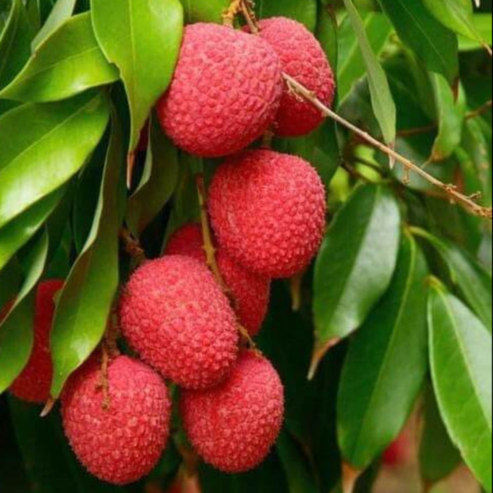 No Mai Tsze Lychee Seeds