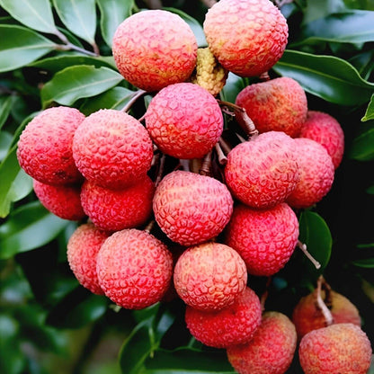 No Mai Tsze Lychee Seeds