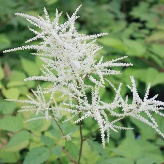 Noble White Goat’s Beard Seeds