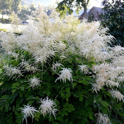 Noble White Goat’s Beard Seeds