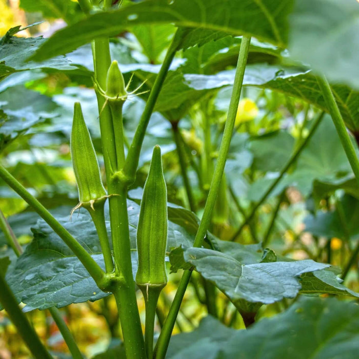 Nombo Giant Philippine Okra Seeds 