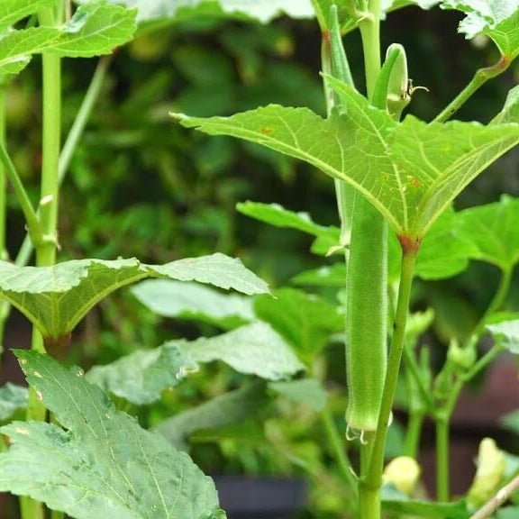 Nombo Giant Philippine Okra Seeds 
