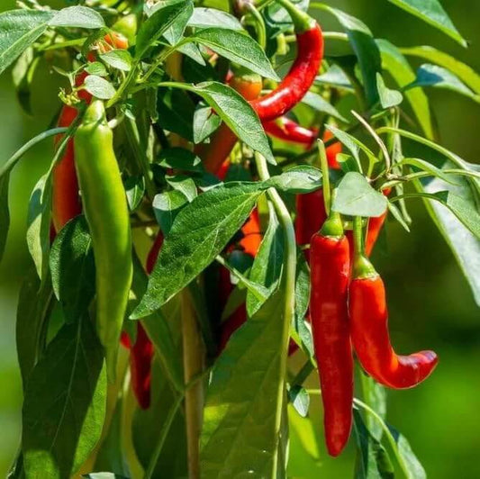 Non-Spicy Chili Pepper Seeds