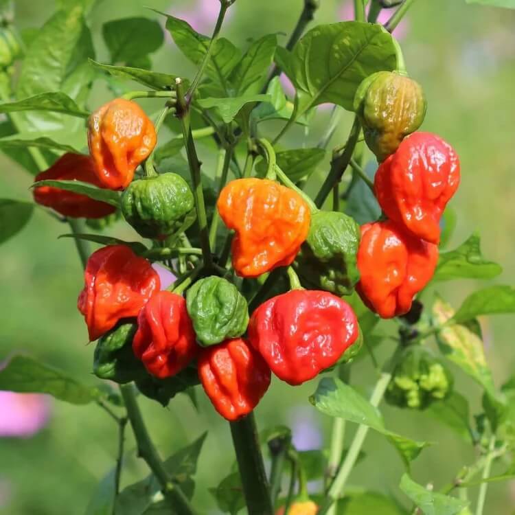 Non-Spicy Chili Pepper Seeds