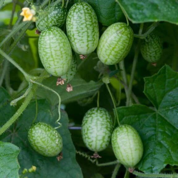 Non GMO Cucamelon Seeds