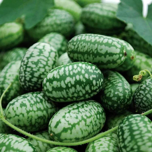 Non GMO Cucamelon Seeds