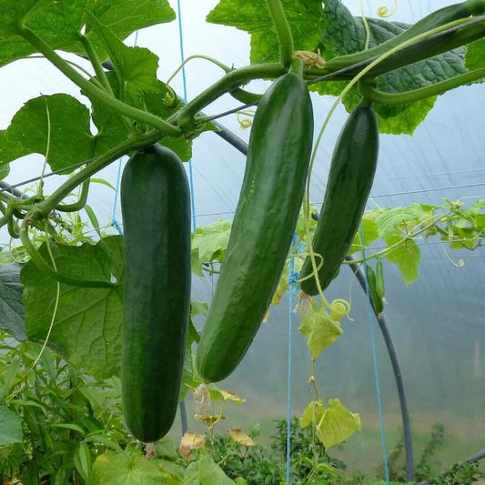 Non GMO Cucumber Seeds