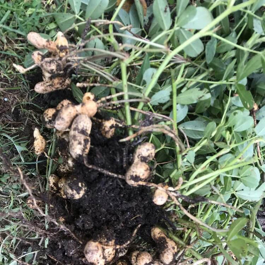 Non GMO Peanut Seeds for Planting 