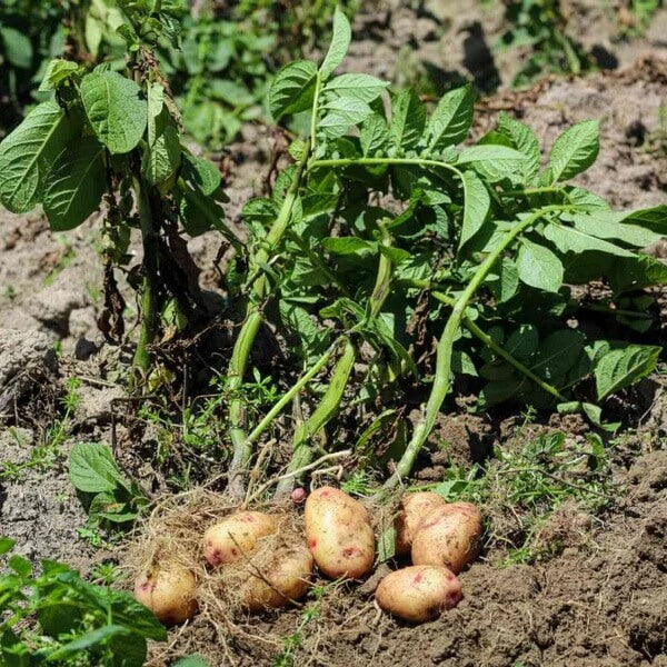 Non GMO Potato Seeds