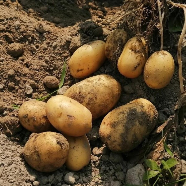 Non GMO Potato Seeds